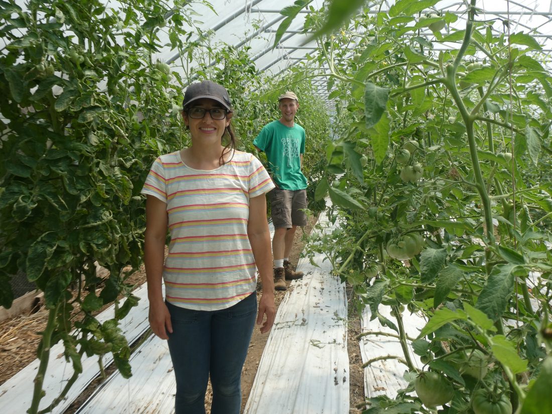 Tomatoes, cucumbers grow ‘up’ with Grow Ohio Valley News, Sports